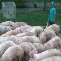 1.200 Babi Milik Peternak Malang Disemprot Disinfektan