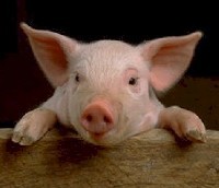 Flu Babi Masuk Bandung Berawal di Internet 