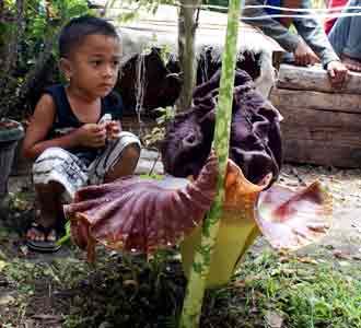 Bunga Bangkai di Dumai
