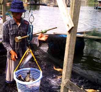 Panen Ikan di Waduk  