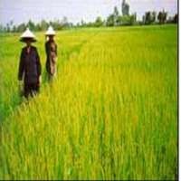 Stimulus Departemen Pertanian Rp 650 Miliar Batal