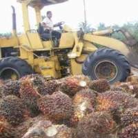 Spekulan Berulah di CPO