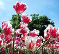 Terpesona Kecantikan Tulip