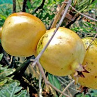 5 Makanan Penangkal Flu Babi