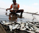 Takut Masih Ada Racun, Warga Khawatir Mengonsumsi Ikan Teluk Jakarta