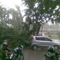 Hujan Angin, Pohon Tumbang di Pondok Indah