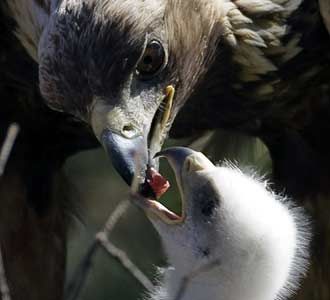 Ketika Sang Elang Berbagi
