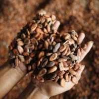 Kakao Bubuk Wajib SNI Mulai November 2009