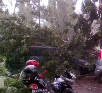 Pohon Tumbang Timpa Mobil