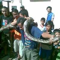 Iiih..Ada Ular Sanca Dalam Kloset Rumah Iiih..Ada Ular Sanca Dalam Kloset Rumah