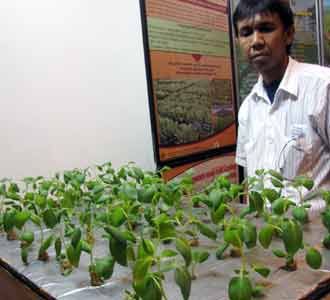 Ayo Menanam di Udara