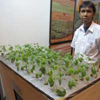 Investasi Awal Aeoroponik Mahal