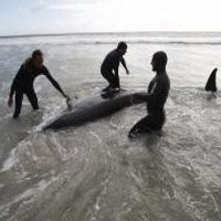 55 Ikan Paus Terdampar di Pantai Afrika Selatan