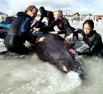 Puluhan Paus Terdampar