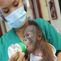 Tempat Perlindungan Orangutan di Malaysia Menuai Kecaman