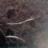 Disnak Jabar Temukan 10 Merek Dendeng dan 1 Abon yang Mengandung Babi