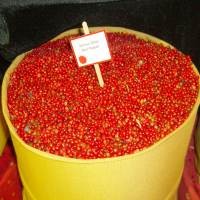 Kirmizi Biber, Si Merah yang Menggigit