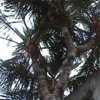 Pohon Kelapa Bercabang 9 Diyakini Berkaromah