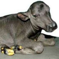 Ini Dia Kerbau Kloning dari India