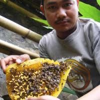 Beli Madu Sekaligus Sarangnya