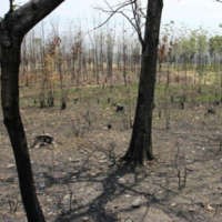 Lahan Kritis di Jabar Ditargetkan Habis Tahun 2010