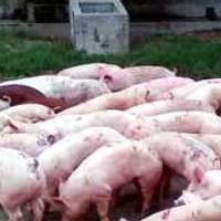 Flu Babi Makin Gawat, Ekspor Makanan dan Minuman Terancam