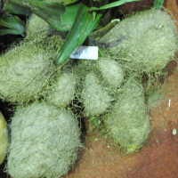 Si Gadung yang Bukan Gadungan