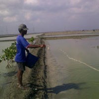 Petani Tambak dan Nelayan Diuntungkan Saat Kemarau 