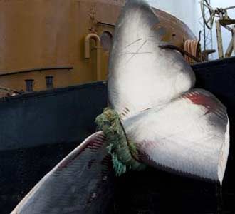 Perburuan Paus Dikecam