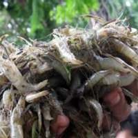 RI Perpanjang Lagi Larangan Impor Udang Vanamae