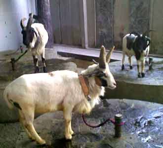 Kebun Binatang di Dalam FO