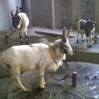 Domba Tanduk Empat Jadi Andalan