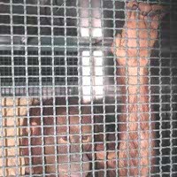 Rencana Mitigasi Kemusnahan Orangutan Memang Bagus 