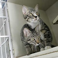 300 Kucing Gagal Dijadikan Sup di Restoran