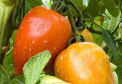 Pangan Organik, Apakah Selalu Lebih Baik?