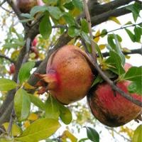 5 Makanan Sehat Untuk Kulit Sehat