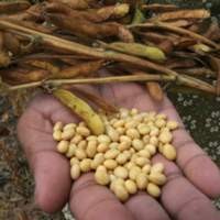 80% Pasokan Kedelai Indonesia dari Impor