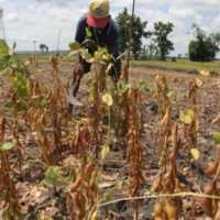 Petani Minta Bulog Juga Jaga Harga Kedelai