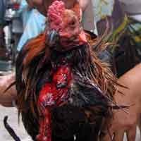 Ayam Jago Sakti Itu Akhirnya Mati