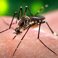 Chikungunya Diduga Serang Puluhan Warga Magetan