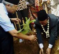 Mas Kawin 500 Pohon Jati