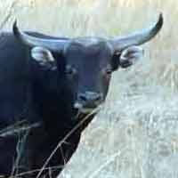 Banteng Liar Masuk ke Perkampungan Warga