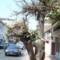 Karet Benggol Akan Diganti Pohon Dari Australia