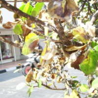 Puluhan Pohon di Braga Dicabut Karena Rusak Oleh Hama