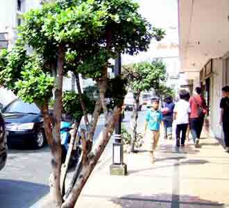 Karet Benggol Akan Diganti Tabebuya