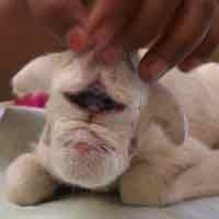 Kambing Aneh Berwajah Mirip Anjing Gegerkan Probolinggo