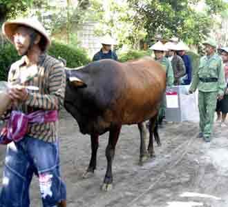 Kirab Kerbau Sebelum Pencontrengan