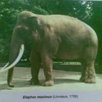 Selain Badak, Ikon Bandung Diusulkan Gajah