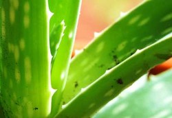 Mujarabnya Lidah Buaya