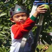 Hari Pertama Sekolah Siswa Panen Mangga